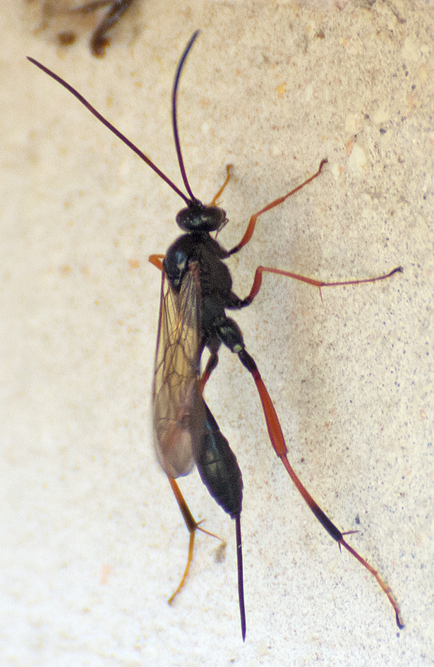 Ichneumonidae: femmina di Acroricnus stylator